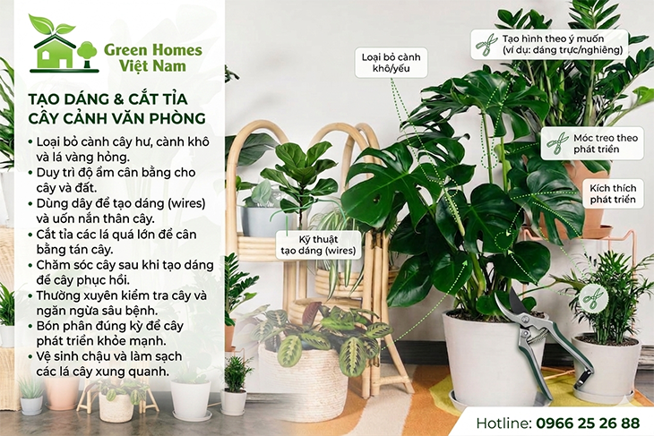 Bí quyết trồng và chăm sóc cây cảnh văn phòng: Hướng dẫn chi tiết